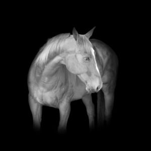 Quarterhorse-2
